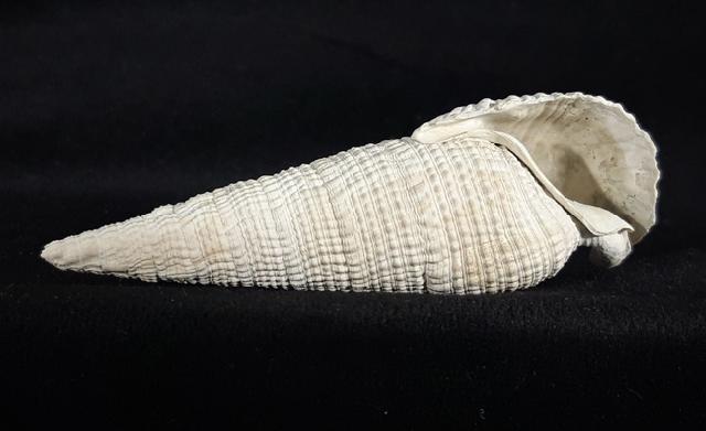 Cerithium (Cerithioclava) dalli OLSSON & PETIT 1964  - Bild © FossNet FossilienStore